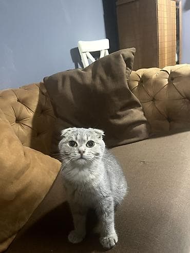 etibarli elere verilir: Şotland yastı qulaq, Yaxşı əllərə — 4