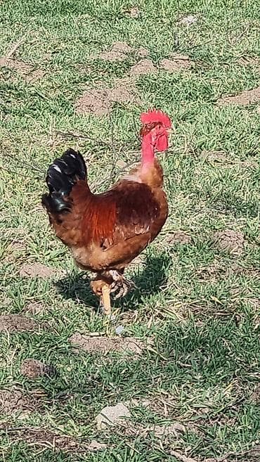 qaz yumurtasi satisi: Xoruz, il: 1 — 1