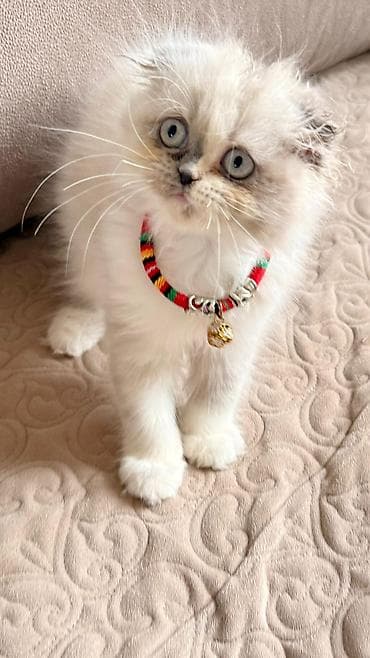 pitbull balası: Fars — 5