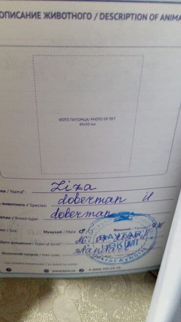 it qiz sekilleri: Doberman, Dişi, Peyvəndli — 4