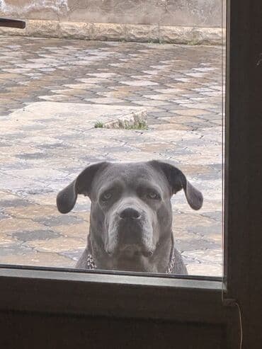 кане корсо цена: Kane-Korso, 2 ay, Ünvandan götürmə — 11