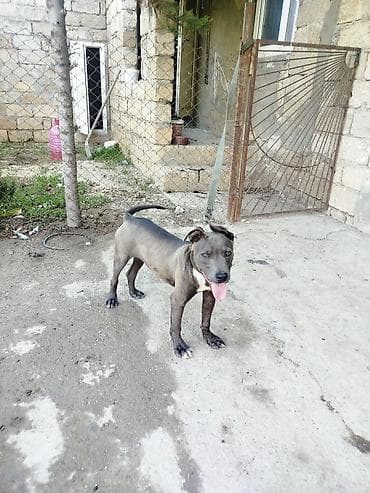 pit bul: Pitbul, 5 ay, Erkek, Peyvəndli — 8