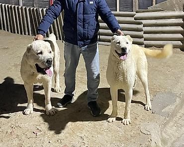 rus pisik adlari: Alabay, Peyvəndli — 1