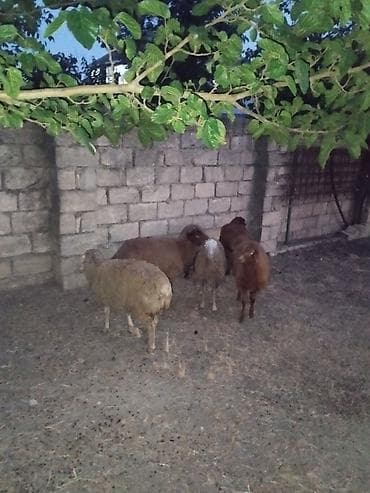iri it cinsi: Salam 6 dene quzular satılır.bordaglig damazlıqa yaralıdır.real alıcı — 3