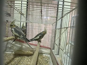 pitbull satisi: Salam Korella tutuquşuları satılır Baladılar hardasa 3-4 aylığdılar öz — 4