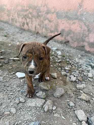 pitbul balası: Pitbul, 1 ay — 10