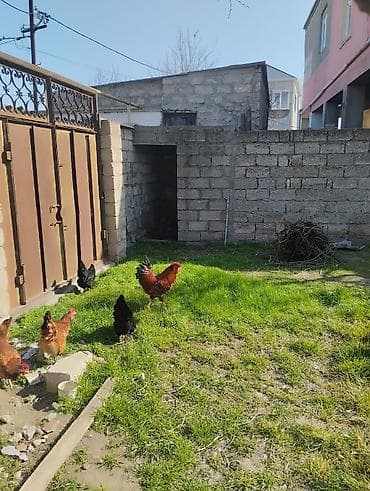 Atlar: Təsvir: - Qırmızı-qara rəngli, iri daraqlı və quyruğu parlaq tüklü — 5