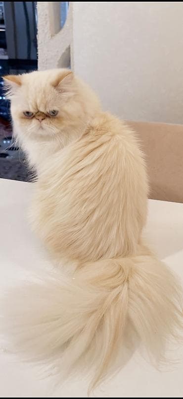 Pişiklər: Fars, Erkək, Cütləşmə üçün — 3