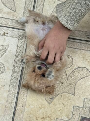 щенята в добрые руки: 2 месяца, С прививками — 2