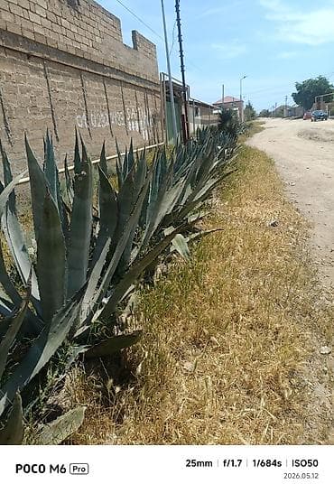 heserat yeyen bitkiler: Agave americana (Amerika aqavası) – böyük dekorativ sukulent - Növ — 5