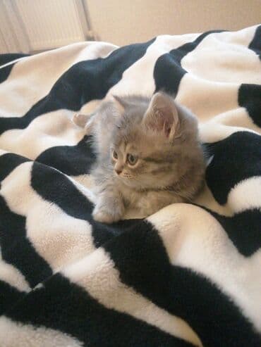 Şotland, Erkək, Ünvandan götürmə