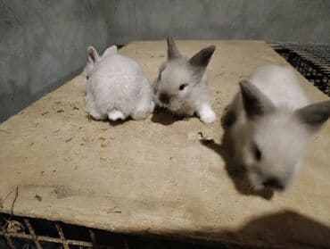 Sevimli miniatür dovşan balaları - Rənglər: süd ağ, krem və açıq boz