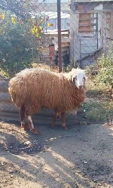 С/х животные и товары: Tam sağlam 9 ayliq erkek quzu satilir.Saray qesebesindedir — 2