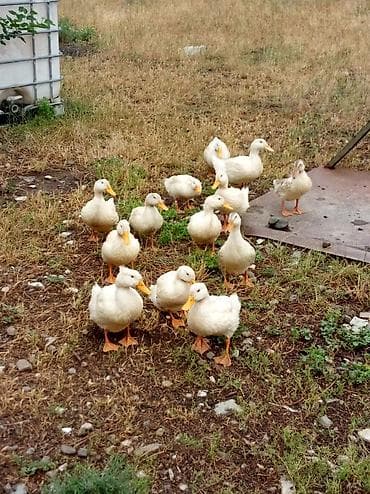 quşlar: Ördəklər satılır: 3 aylıqdırlar, ağırlıqları 1-2 kilodur, tez — 3