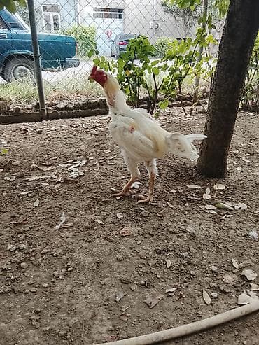 kənd heyvanları: Saqlamdi 1 il 3 aylıqdı tuleydedi heyvan tükünü deyisenen sora lap — 4