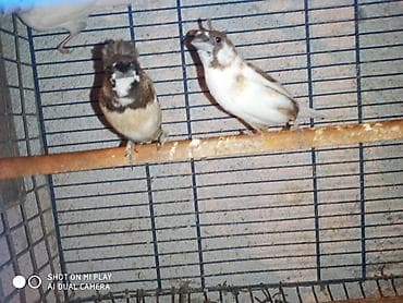 pisik satilir: Amadinlər satılır risovka amadin yapon zebra amadinləri — 8