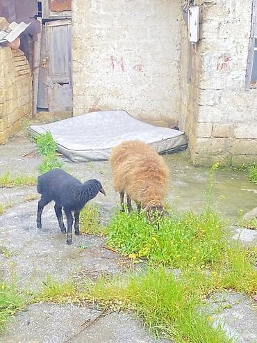 mal bazari: Teclii satlır reyal alcı buyursun — 4