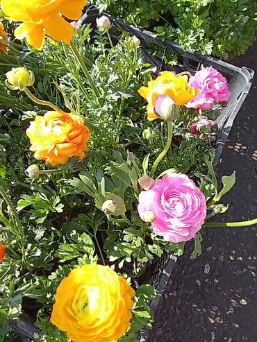 Bağ və balkon üçün dekorativ gül kolları – müxtəlif növlər Məhsul — 4