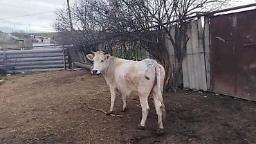 5ci qarın boğazdır süni mayalanma olunub 4 ay qiyməti 1800