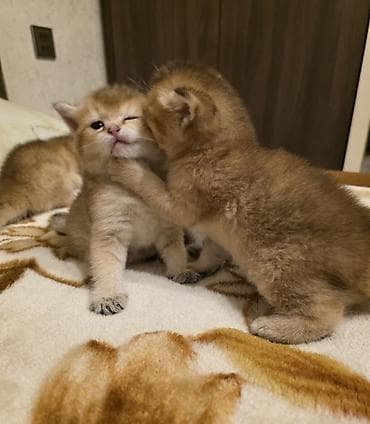 pişik ucuz: Britan — 4