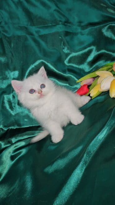 sari pisik: Şotland, Erkək, Dişi, Ünvandan götürmə — 6