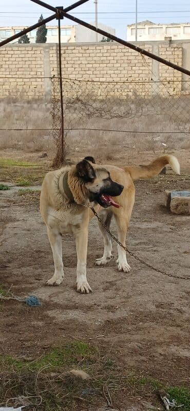 Heyvanlar üçün mallar: Qurdbasar, 11 ay, Erkek, Peyvəndli, Ödənişli çatdırılma — 9