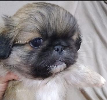 ev sicani: Pekines — 3