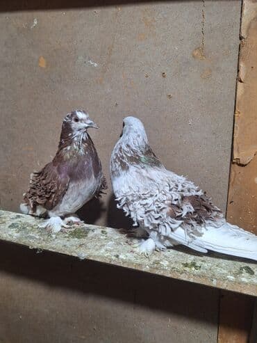 Кошки: Hazır bala verən cüt kirplər Satlır — 3