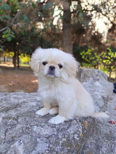 qurd basan: Pekines, 3 ay, Erkek, Peyvəndli — 1