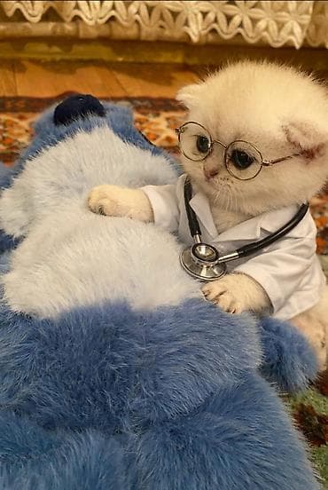 ucuz heyvanlar: Qızıl şinşilla, Erkək, Dişi — 5