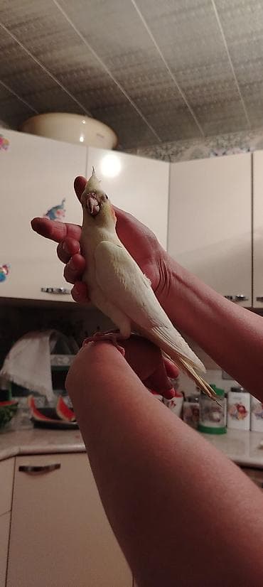 Ele Oyremis quslardir hamsi hecbr problemsiz sağlam