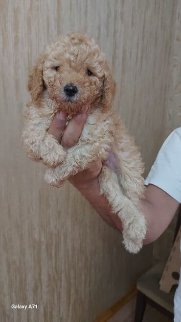 Heyvanlar üçün mallar: Малый пудель мальчики и девочки,дата рождения 26 декабря.Прглистованы — 4