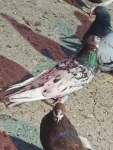 Qusdar tutulmadi satılır komda götürməy olar ela quwdardi lalafo.az -da Qusdar tutulmadi satılır komda götürməy olar ela quwdardi