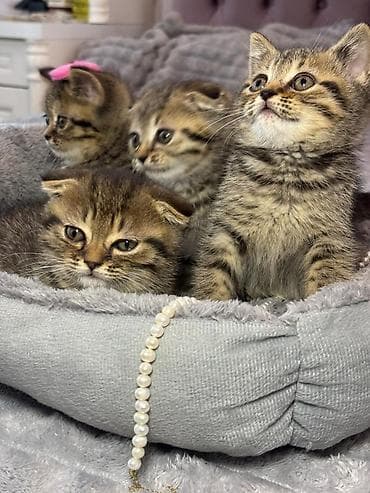 pişik qara: Skottish Fold və düzqulaq qarışığı balalar - Cins: Scottish Fold — 5