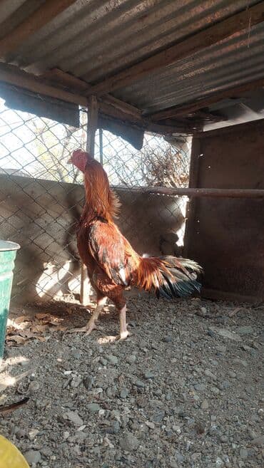 qaz və ordək: Xoruz, il: 1 — 5