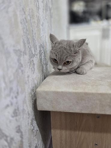 Britan lalafo.az -da Britan