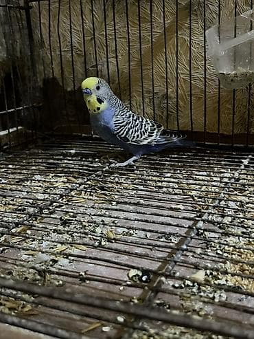 ev heyvanı satışı: Salam. Birinci şəkildəkilər cütdülər ağ rənglə yaşıl sarılı olan onlar — 3