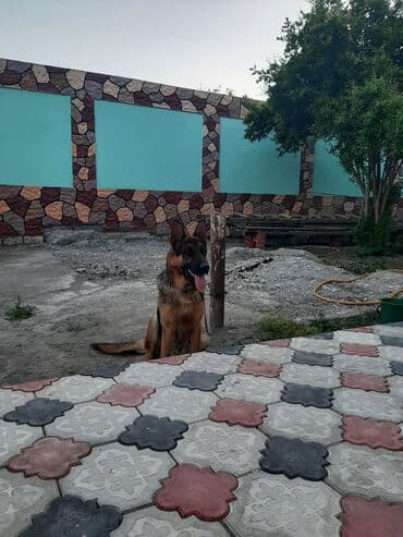 it adları erkək: Alman çoban iti, 4 il, Erkek, Ünvandan götürmə — 3