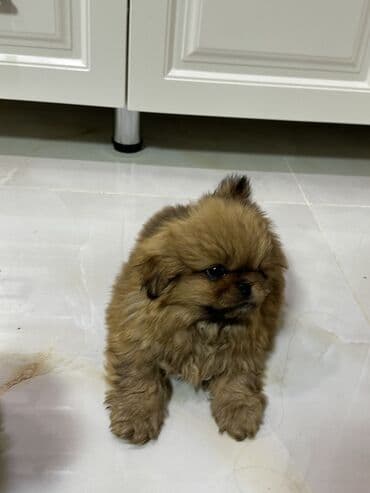 Pekines, 1 ay, Erkek, Peyvəndli, Ödənişli çatdırılma