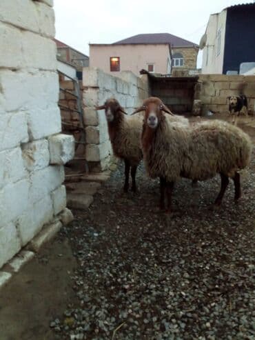 Gəmiricilər: Qiymət cütünə ayıdır real alıcıya endirim olacaq boğaz heyvan di — 3