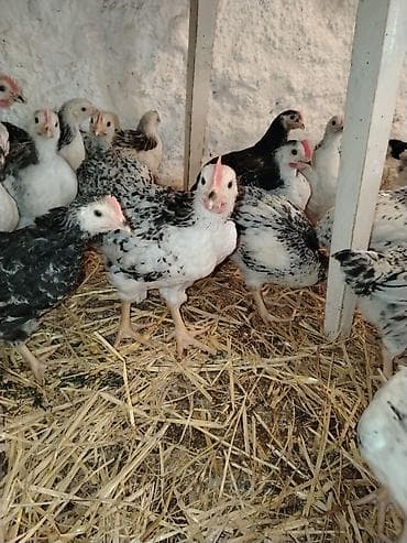 pers pisiyi satilir: Serebrist colpalar tam vaksin olunmuş 40 gunluk ünvan Siyəzən rayonu — 5