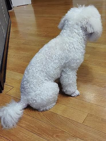 itlərin cütləşdirilməsi: Bişon Frize, 6 ay, Erkek — 6