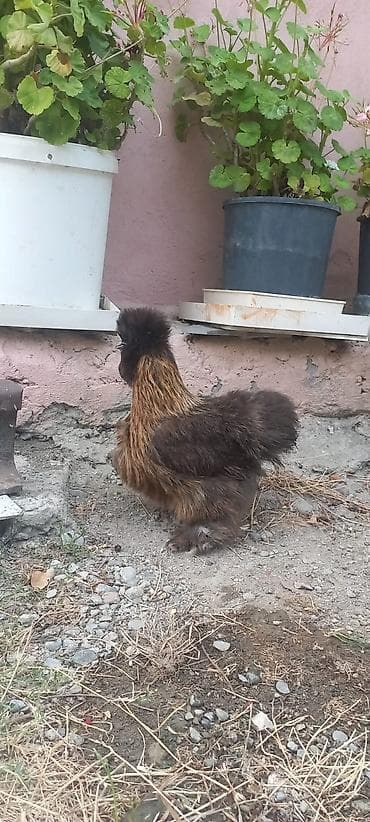 naxcivan heyvan elanlari: PonPon fərə 50 azn.barter var baxır təklifə — 4