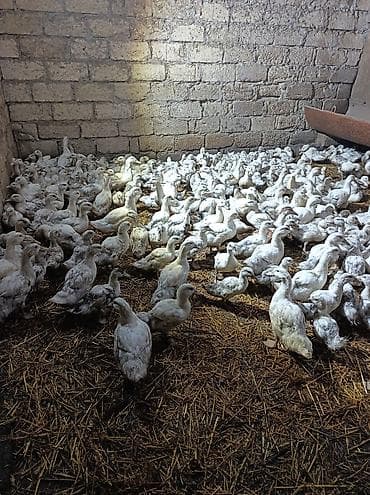 qax heyvan bazar: Təsərrüfat üçün ağ rəngli ördək cücələri və gənc ördəklər - Növlər — 2