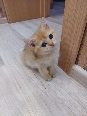 bala haski: Qızıl şinşilla, Erkək, Dişi, Ünvandan götürmə — 3