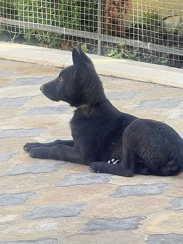 naxcivan heyvan elanlari: 3 ay, Dişi, Peyvəndli, Pulsuz çatdırılma — 2