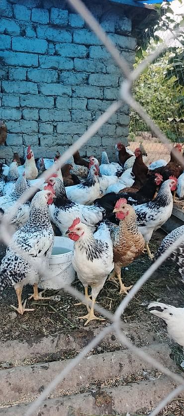 Toyuq, Yumurtalıq — 2
