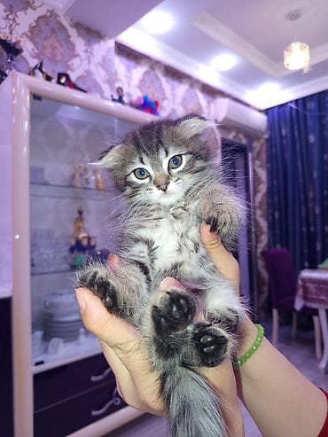 bengal cat: Britan yastı qulaq, Erkək, Dişi, Ünvandan götürmə, Ödənişli çatdırılma — 5