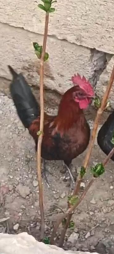 brama xoruz: Məhsul: Xoruz Xüsusiyyətlər: - Rəng: tünd qırmızı-bürünc bədən — 1