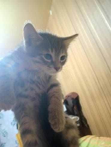 alman peyvendi: Britan, Erkək, Yaxşı əllərə, Ünvandan götürmə, Ödənişli çatdırılma — 8